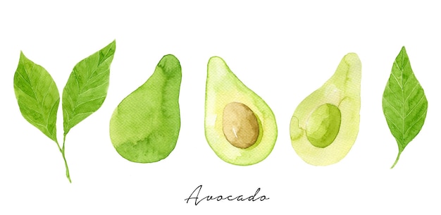 Avocado intero e affettato dell'acquerello e foglie verdi Illustrazione botanica