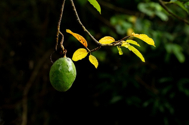 Avocado su pianta o avocado crudo sul prodotto fresco dell&#39;albero nell&#39;azienda agricola biologica della Tailandia