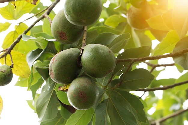 Avocado sulla pianta, albero di avocado