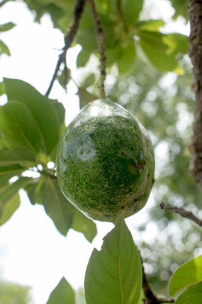 Avocado sulla pianta.