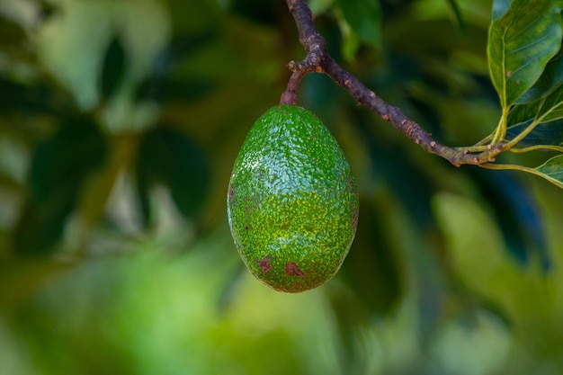 Avocado verde sull'albero isolato e in focalizzazione selettiva