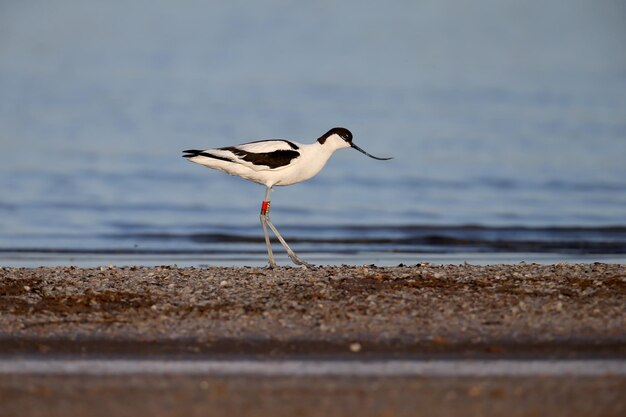 Avocetta dagli anelli