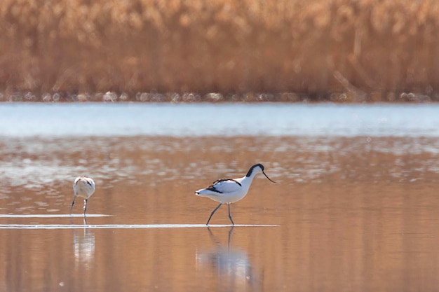 Avocetta in acqua in cerca di cibo (Recurvirostra avosetta) Uccello trampoliere bianco e nero