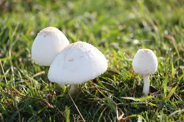 Avvelenamento da funghi che cresce sul prato verde