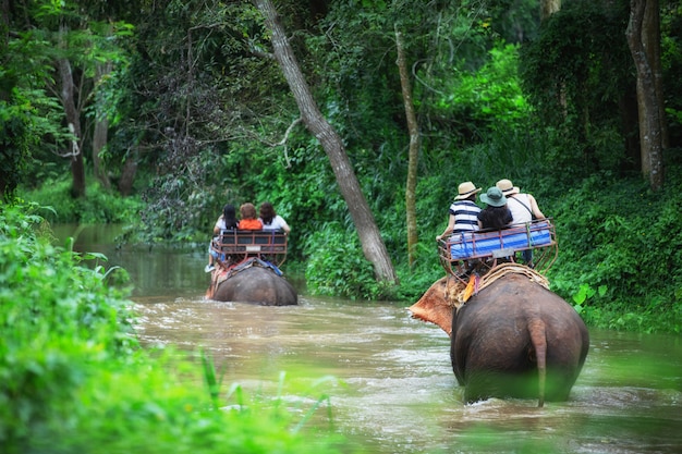 Avventura di trekking dell'elefante attraverso il viaggio nella giungla in Tailandia