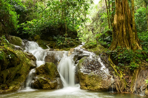 Avventura, trova belle cascate nella grande foresta.