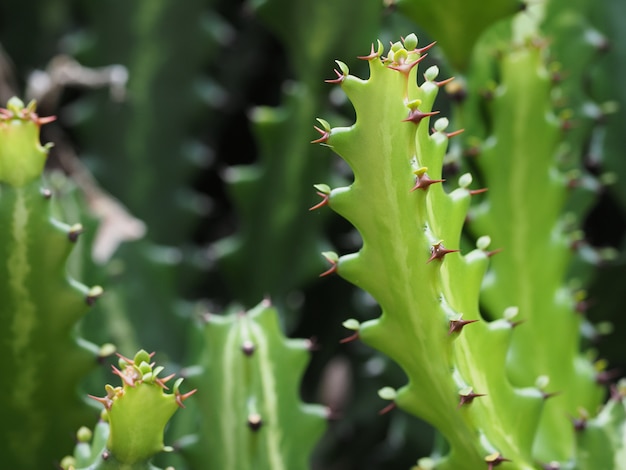 Avvicinamento. Cactus verde con punte.