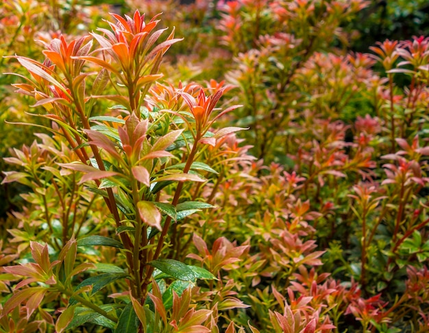 Avvicinamento della vegetazione