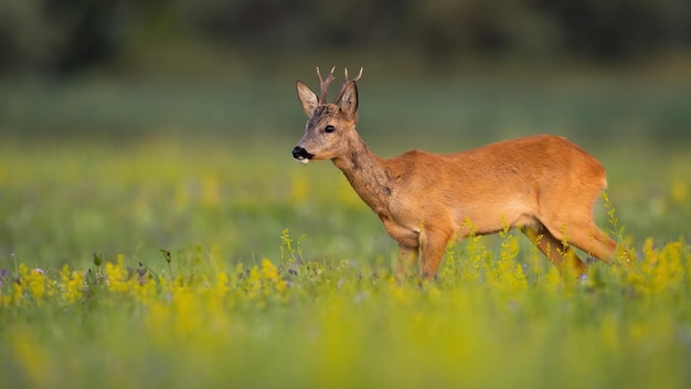 Avviso capriolo in piedi sui fiori di campo nella natura estiva