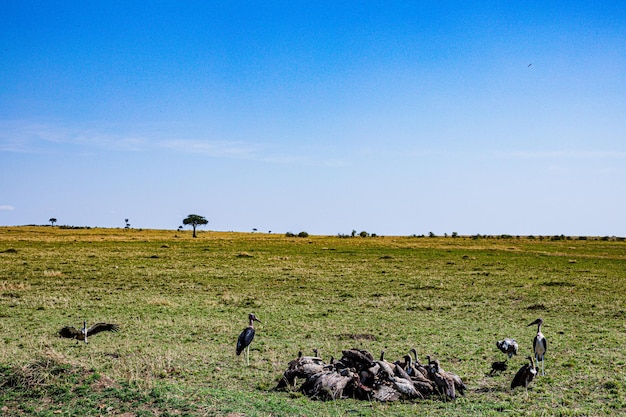 Avvoltoi che mangiano carcasse nel Maasai Mara National game reserve park della contea di Narok in Kenya