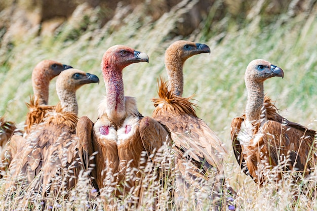 Avvoltoi nella natura tra l'erba alta