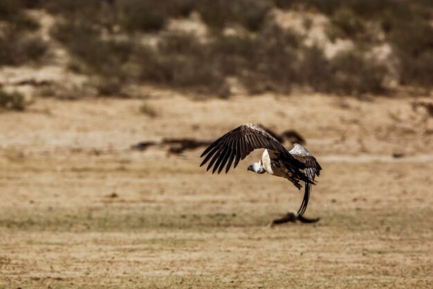 Avvoltoio a schiena bianca in volo che decolla nel parco transfrontaliero di Kgalagadi, Sudafrica Specie Gyps africanus famiglia degli Accipitridae