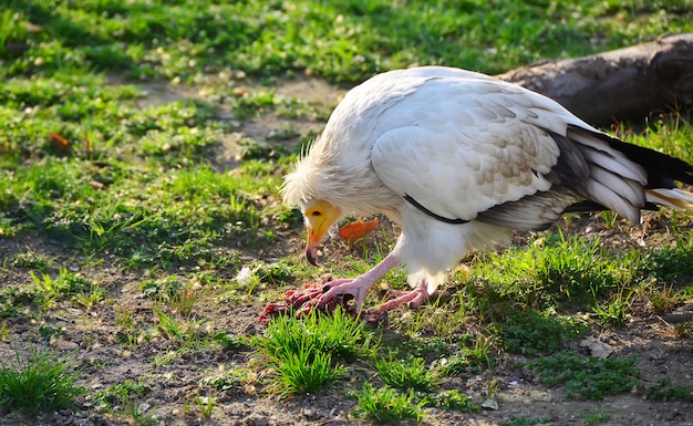 Avvoltoio che mangia un pezzo di carne nello zoo