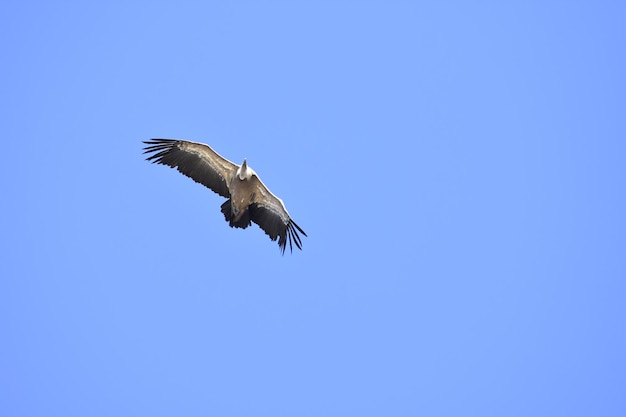 Avvoltoio che sorvola il cielo blu