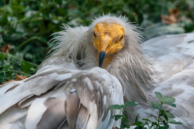 Avvoltoio comune Neophron percnopterus