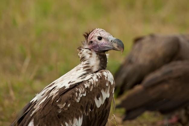 Avvoltoio dalla faccia lappone