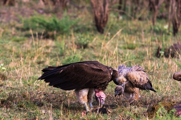 Avvoltoio del Masai Mara. Kenya, Africa