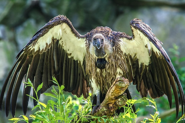 Avvoltoio dorsobianco africano