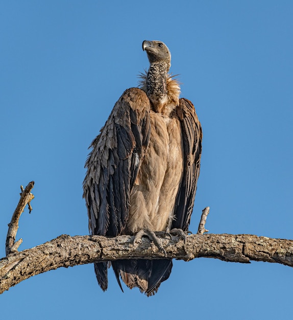 Avvoltoio Gyps Africanus seduto su un ramo