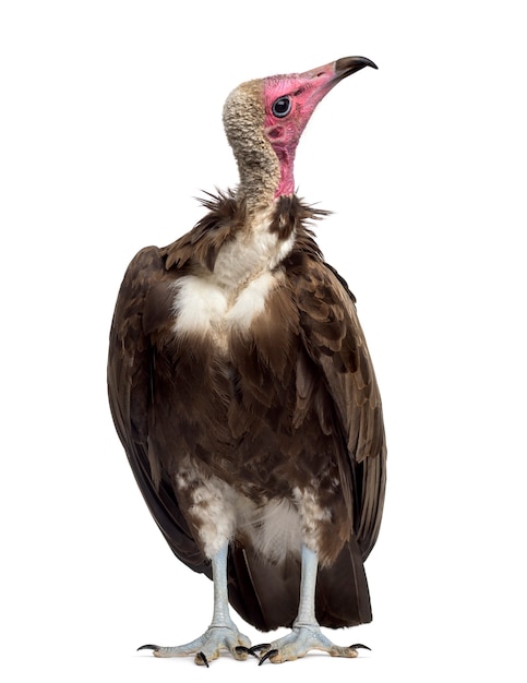 Avvoltoio incappucciato - Necrosyrtes monachus (11 anni) davanti a uno sfondo bianco