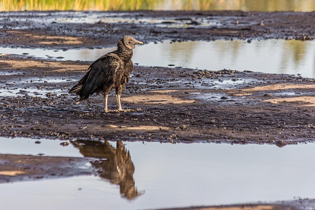 Avvoltoio nero americano sul lago del passo di Trinidad