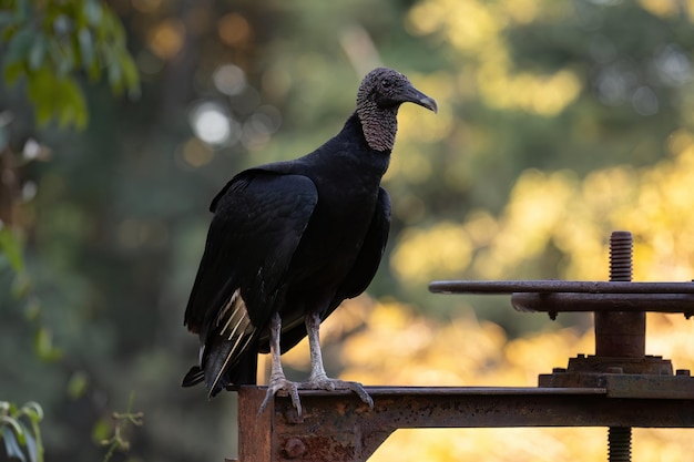 Avvoltoio nero animale della specie Coragyps atratus