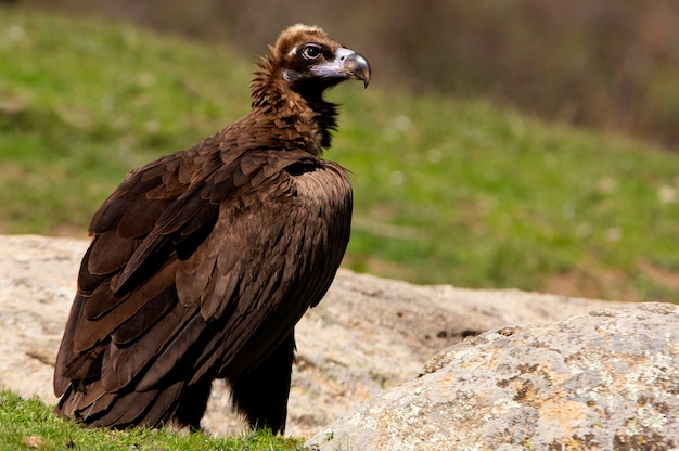 Avvoltoio nero in natura