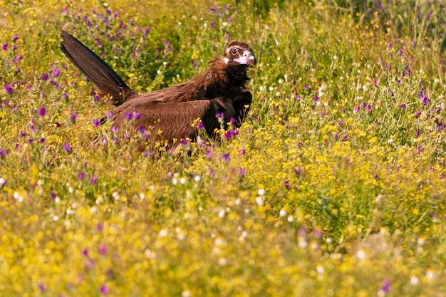 Avvoltoio nero in natura