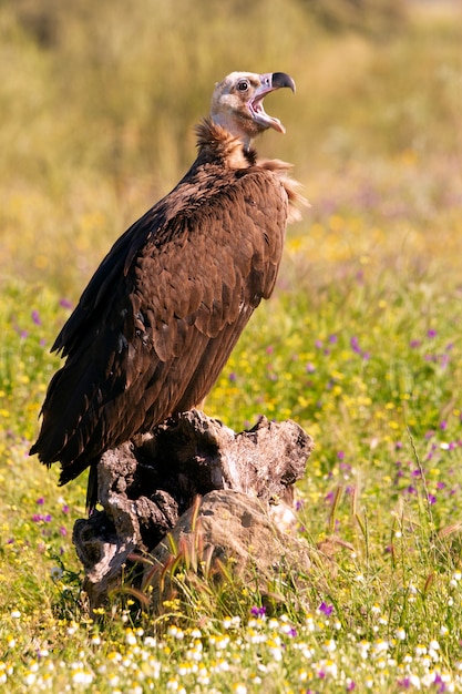 Avvoltoio nero in natura