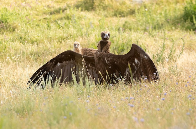 Avvoltoio nero in una foresta di montagna mediterranea con le prime luci di un giorno di primavera