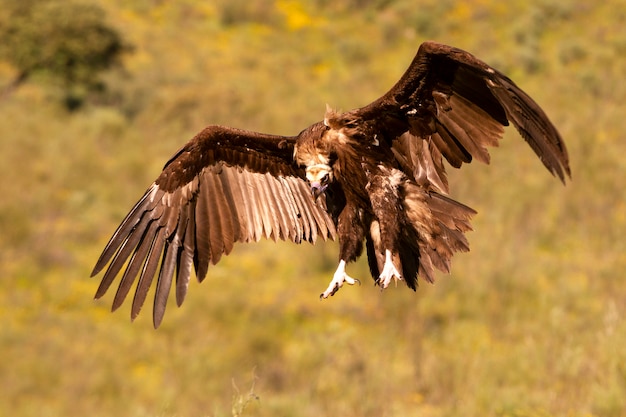 Avvoltoio nero in volo