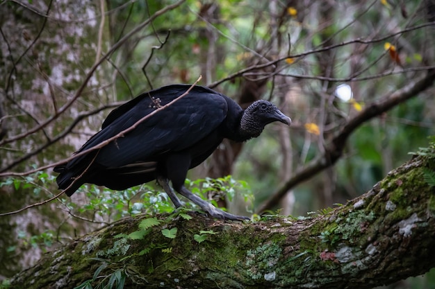 Avvoltoio nero seduto su un albero