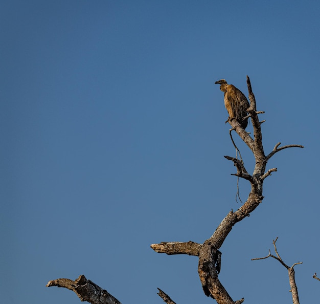 Avvoltoio seduto in cima a un albero