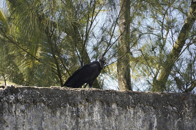 Avvoltoio sul recinto. Alcuni alberi dietro.