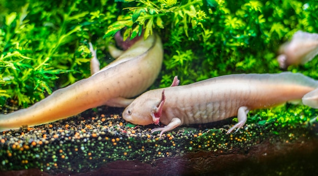 Axolotl che nuota sott'acqua nella vita marina dell'acquario dell'acquario