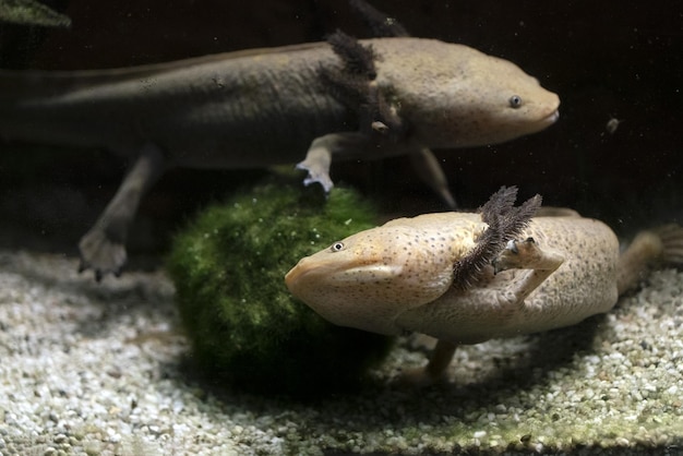 Axolotl sott'acqua che mangia larva artemia