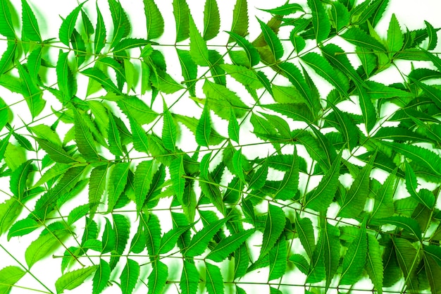 Azadirachta indica - Un ramo dell'albero di neem lascia la medicina naturale