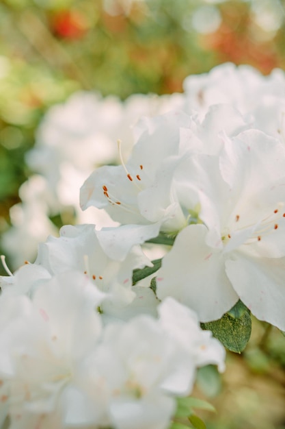 Azalea bianca in fiore