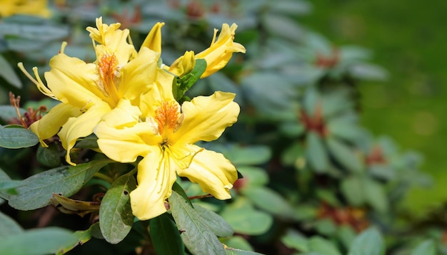 Azalea in fiore nel giardino con spazio di copia