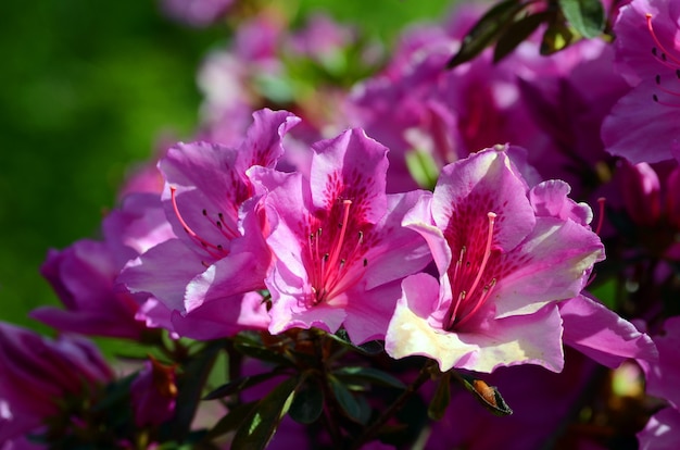 azalea japonica hino cremson arboretum dell'università dei Paesi Baschi. leioa, spagna