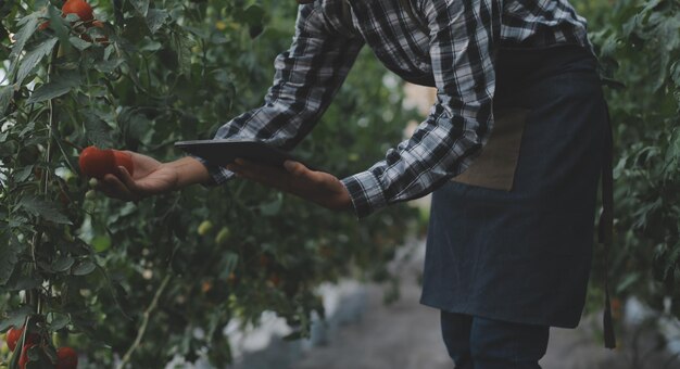 Azienda agricola biologica I lavoratori testano e raccolgono dati sull'ambiente dalla verdura biologica di bok choy nell'orto della serra