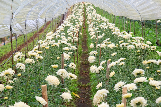 Azienda agricola del crisantemo al parco nazionale di Doi Inthanon in Chiang Mai, provincia Asia Tailandia