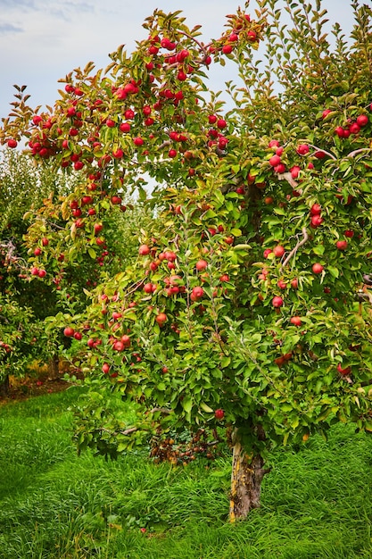 Azienda agricola del frutteto di mele con le mele rosse che coprono l'albero