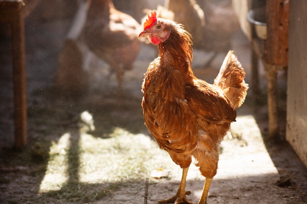 Azienda agricola del primo piano del pollame marrone del pollo dei prodotti biologici