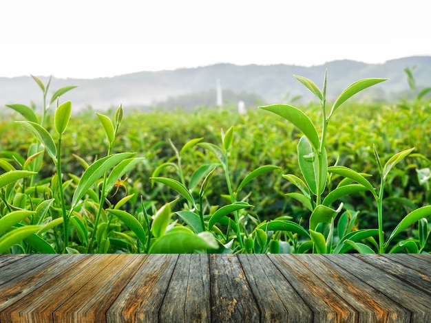 Azienda agricola del tè verde a Chiang Rai, Tailandia