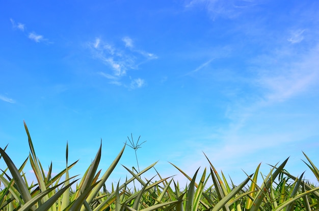 Azienda agricola dell&#39;ananas con la priorità bassa del cielo blu