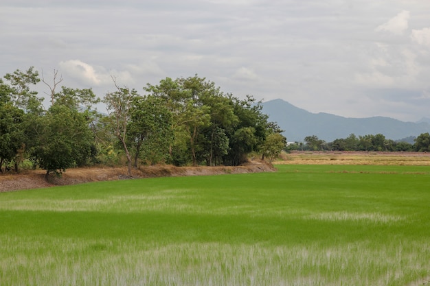 Azienda agricola della pianta di riso del germoglio in Tailandia prima del tramonto