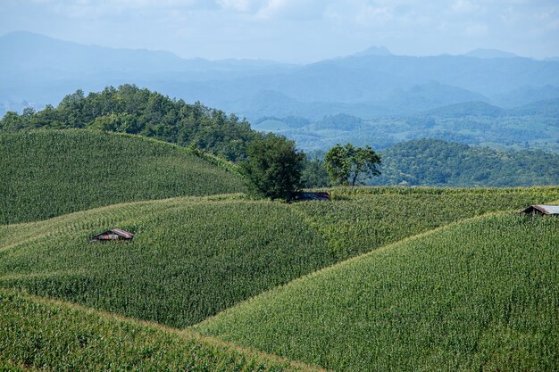 Azienda agricola di cereale sulla collina con la priorità bassa di tramonto e del cielo blu