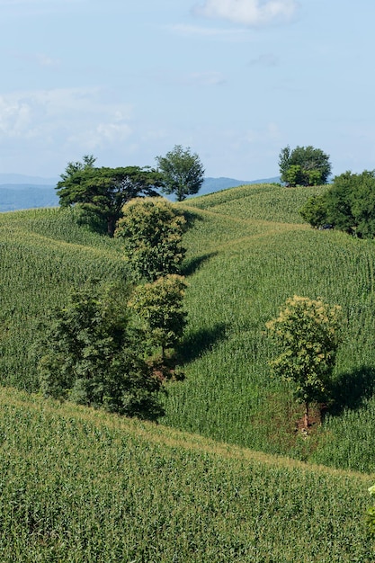 Azienda agricola di cereale sulla collina con la priorità bassa di tramonto e del cielo blu