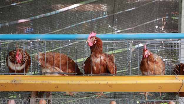 Azienda agricola di pollo in Thailandia